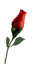 Animated Rose gif